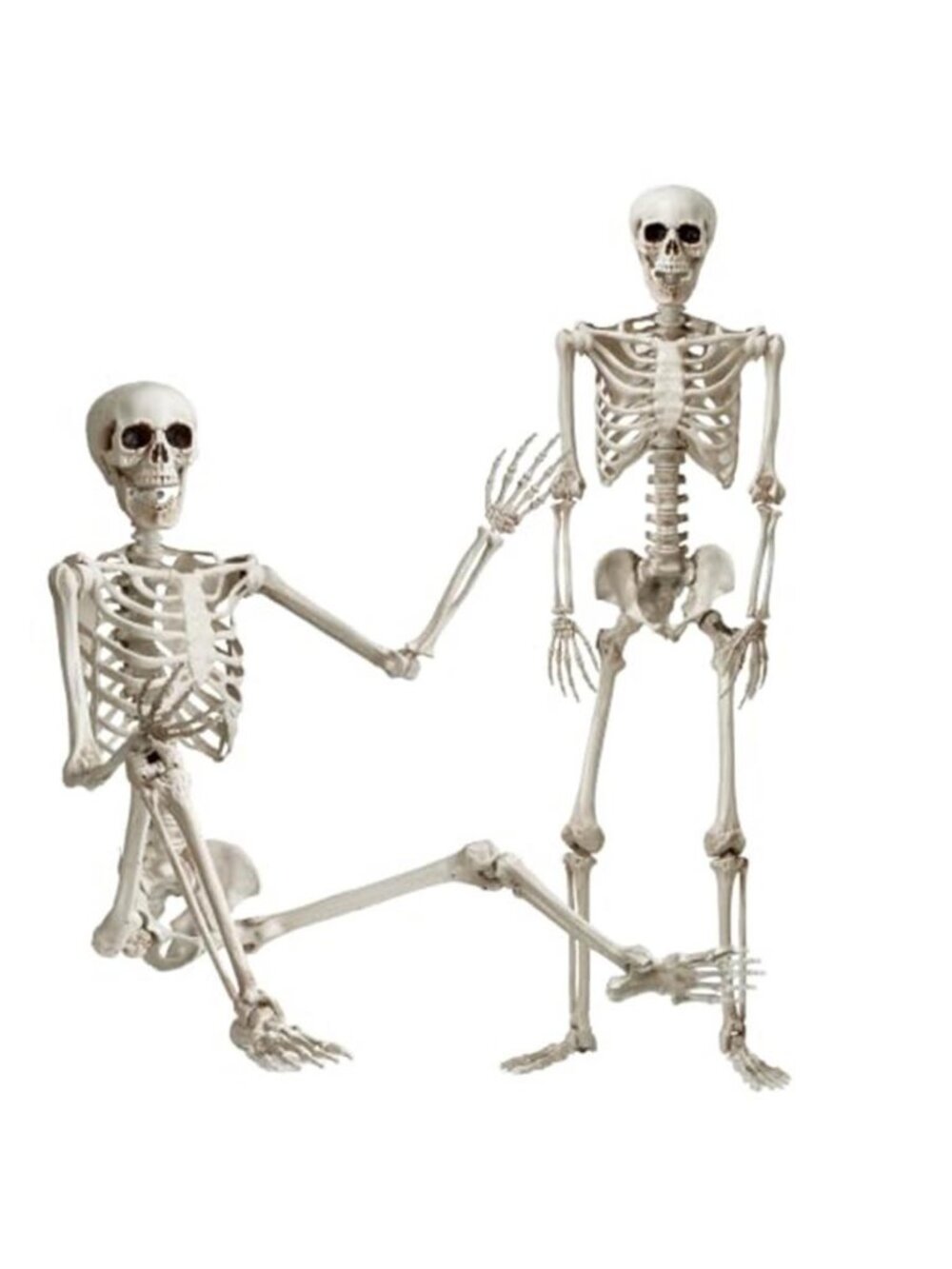5 FT Halloween Skeleton, Full Body Stayable Movable Joints, Posable